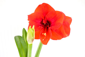
            
                Load image into Gallery viewer, 6&amp;quot; Amaryllis
            
        