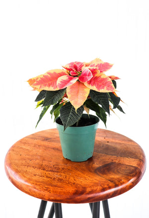 4" Poinsettia - South Windsor Skating Club