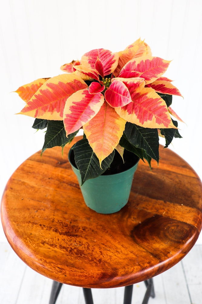 4" Poinsettia - South Windsor Skating Club