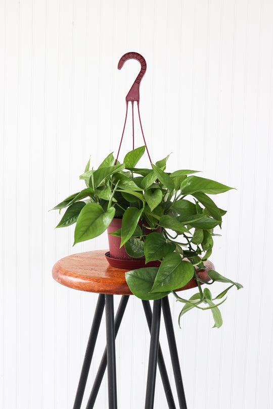 6" Silver Satin Pothos Hanging