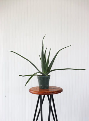 6" Aloe Vera
