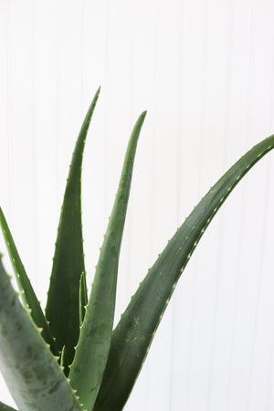 6" Aloe Vera
