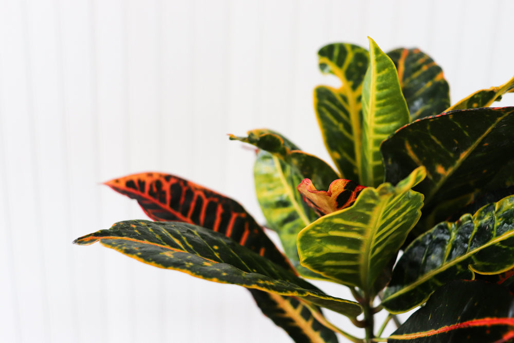 
            
                Load image into Gallery viewer, 6&amp;quot; Croton Petra (Excluded From Sale)
            
        