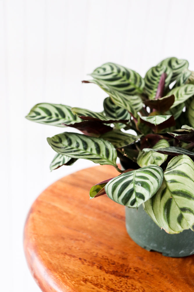 6" Burle-Maxii Calathea