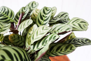 6" Burle-Maxii Calathea