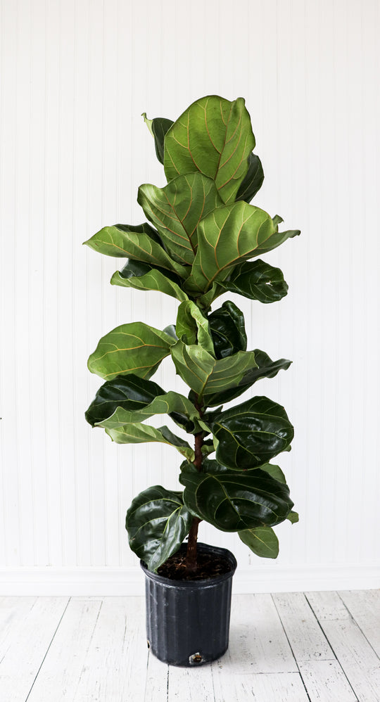 10" Ficus Lyrata Column