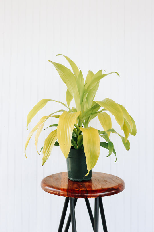 8" Dracaena Limelight