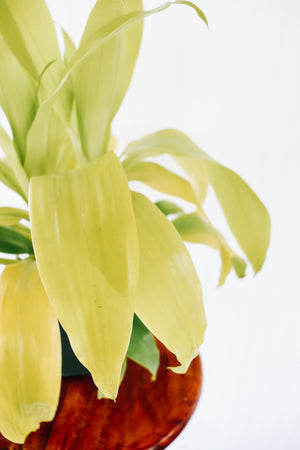 8" Dracaena Limelight