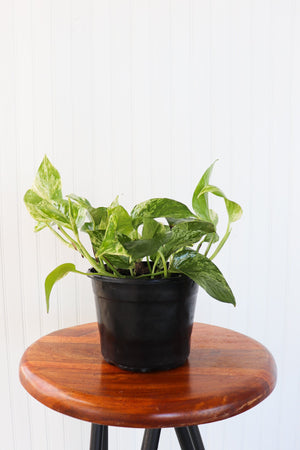 6" Epipremnum Marble Queen Pothos