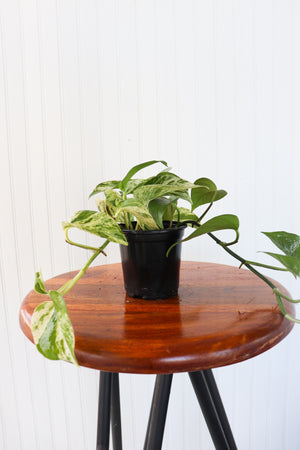 4" Marble Queen Pothos