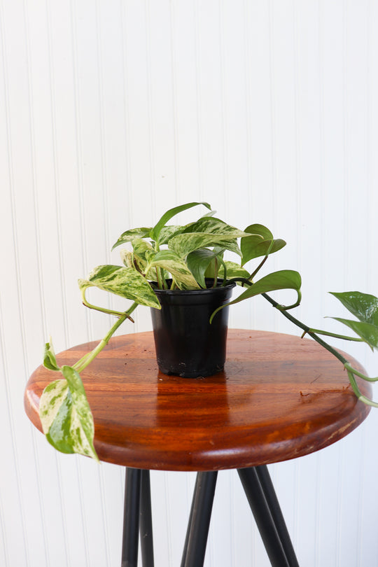 4" Epipremnum Marble Queen Pothos