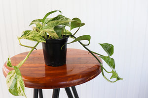 4" Marble Queen Pothos