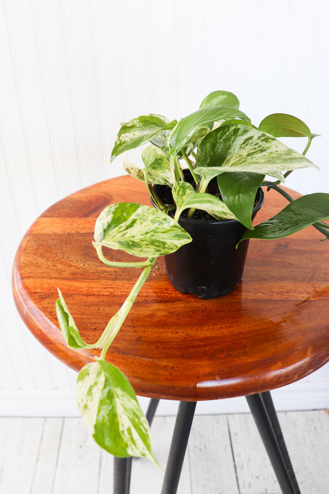 4" Marble Queen Pothos