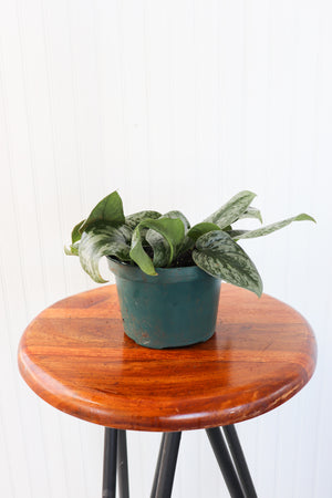 6" Epipremnum Silver Satin Pothos (Scindapsus pictus)