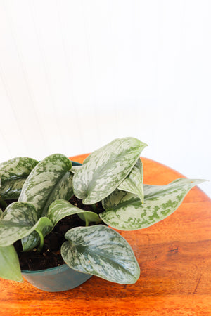 6" Epipremnum Silver Satin Pothos (Scindapsus pictus)
