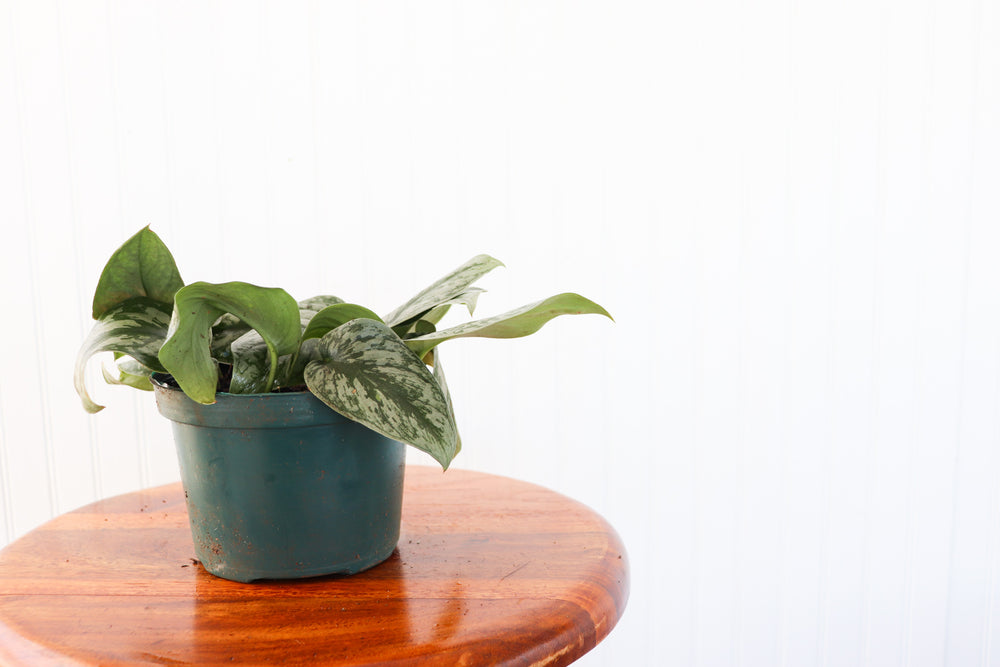 
            
                Load image into Gallery viewer, 6&amp;quot; Epipremnum Silver Satin Pothos (Scindapsus pictus)
            
        