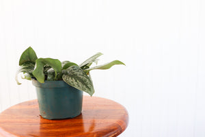 6" Epipremnum Silver Satin Pothos (Scindapsus pictus)