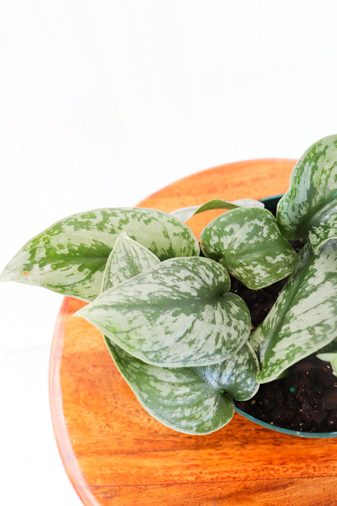 
            
                Load image into Gallery viewer, 6&amp;quot; Epipremnum Silver Satin Pothos (Scindapsus pictus)
            
        