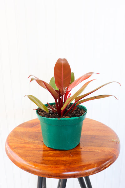 prince of orange philodendron canada 6" Philodendron Prince of Orange – Anna's Garden, Home & Wellness
