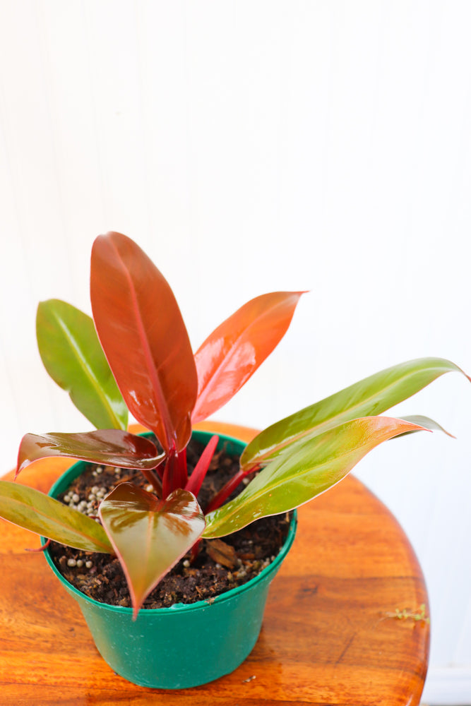 prince of orange philodendron canada 6" Philodendron Prince of Orange – Anna's Garden, Home & Wellness