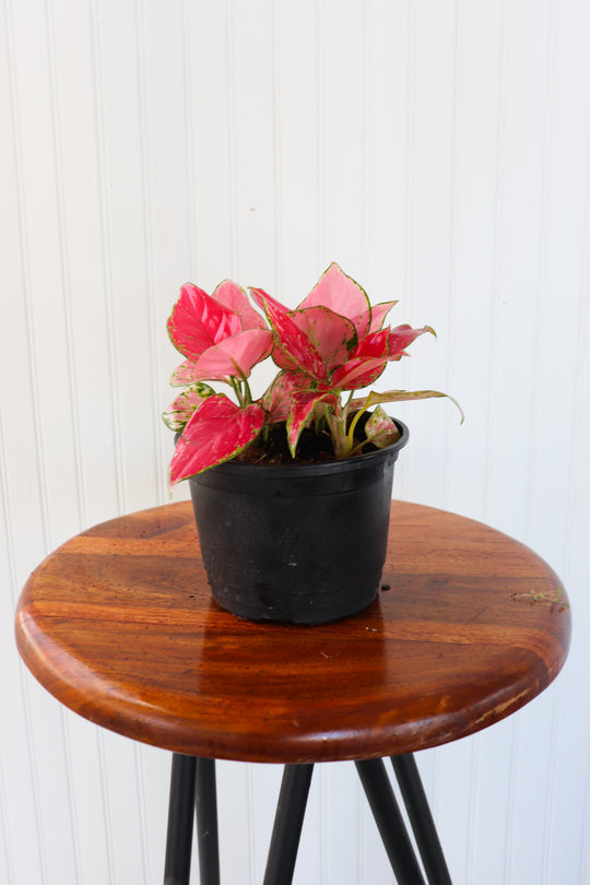 6" Aglaonema Lucky