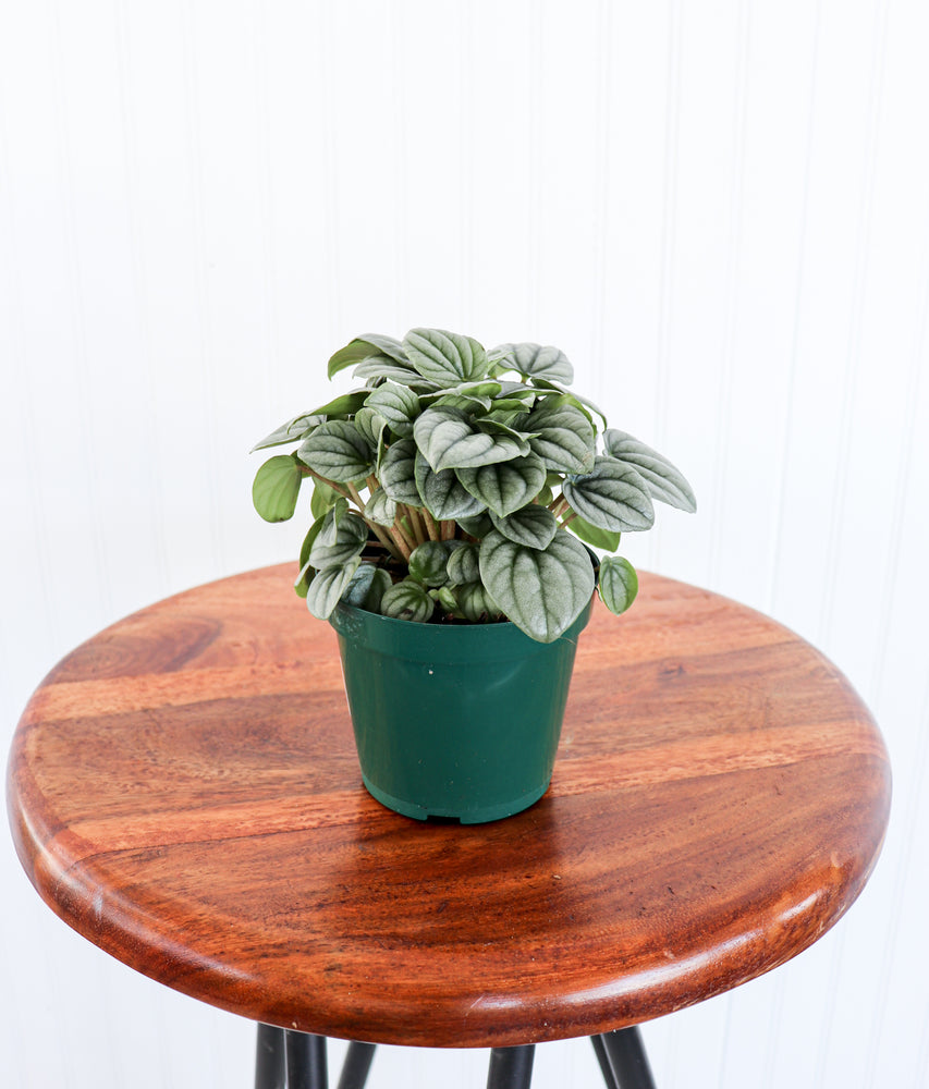 4" Peperomia Frost