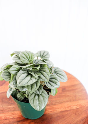 4" Peperomia Frost