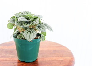 4" Peperomia Frost