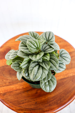 4" Peperomia Frost