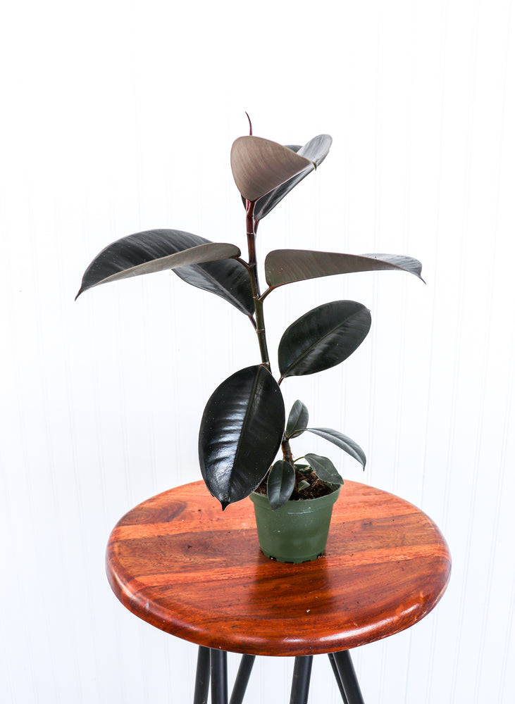 4" Ficus Burgundy