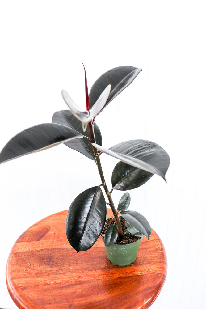 4" Ficus Burgundy