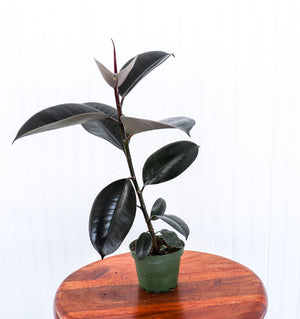 4" Ficus Burgundy