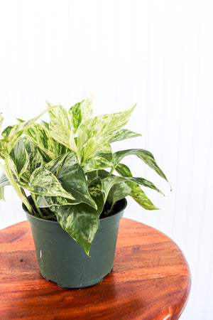 6" Epipremnum Marble Queen Pothos