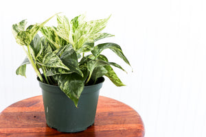 6" Epipremnum Marble Queen Pothos