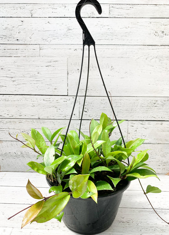 10" Hoya Publicalyx Hanging Basket