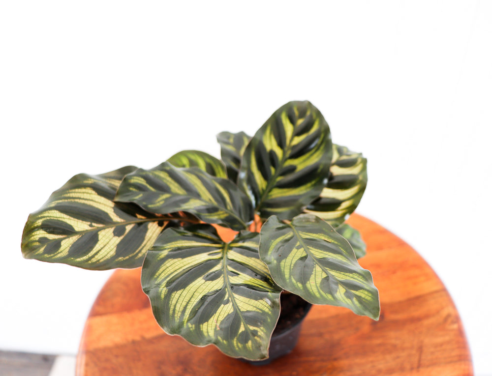4" Calathea Makoyana