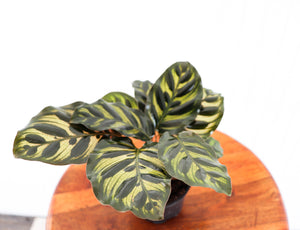 4" Calathea Makoyana
