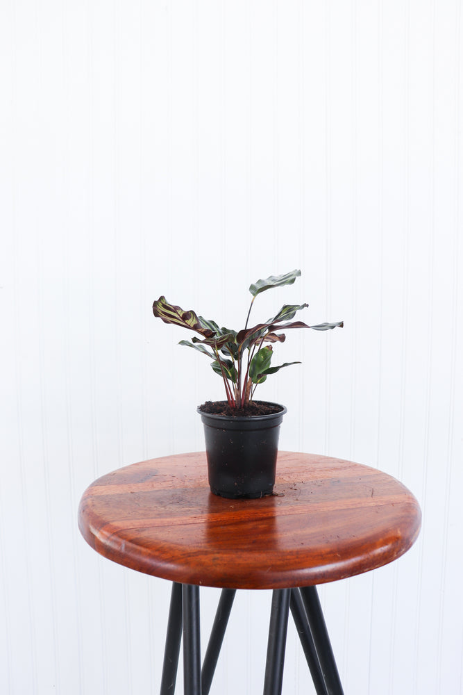 4" Calathea Makoyana