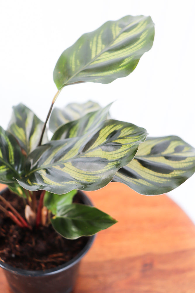 4" Calathea Makoyana