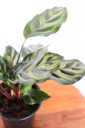 4" Calathea Makoyana