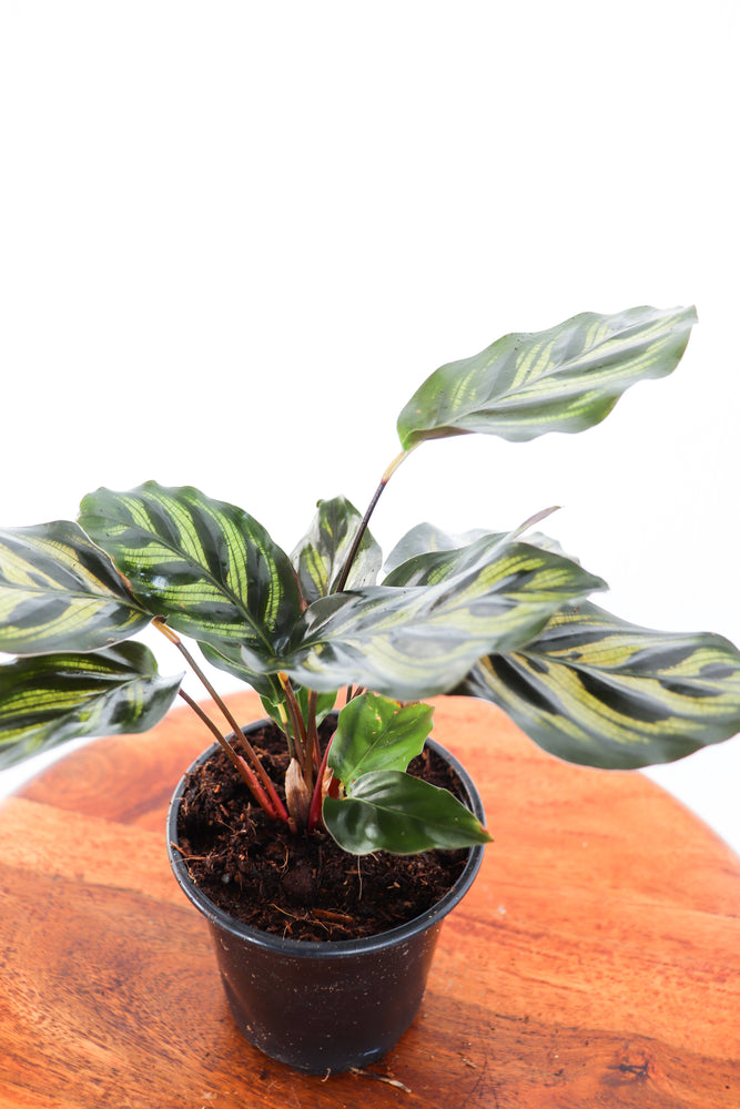4" Calathea Makoyana