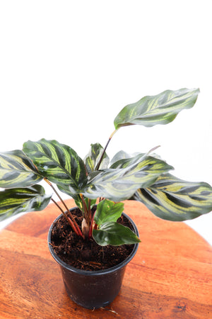 4" Calathea Makoyana