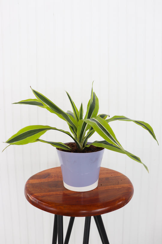 6" Dracaena Lemon Lime