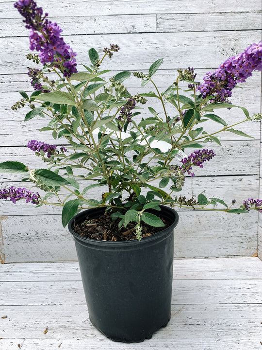 Flutterby Petite® Blue Heaven Butterfly Bush