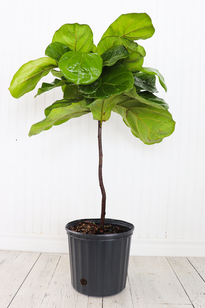 
            
                Load image into Gallery viewer, 10&amp;quot; Ficus Lyrata Standard
            
        
