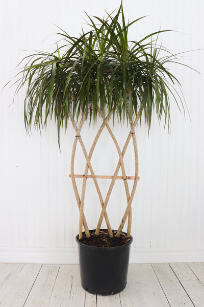 dracaena marginata grande 10" Dracaena Marginata Open Weave Braid – Anna's Garden, Home & Wellness