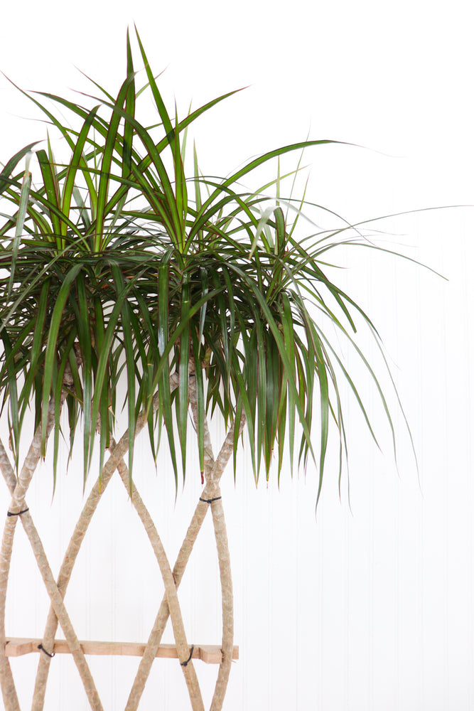 dracaena braid plant 10" Dracaena Marginata Open Weave Braid – Anna's Garden, Home & Wellness