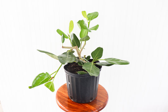 10" Ficus Audrey Bush