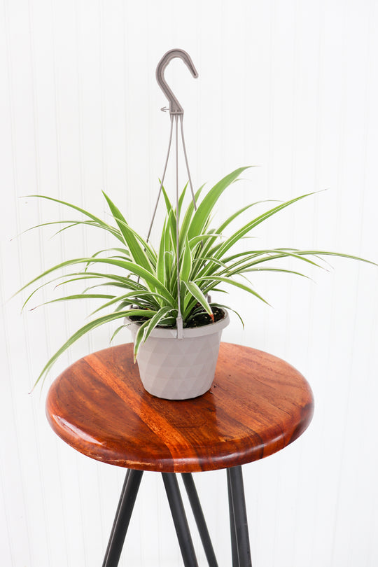 6" Spider Plant Hanging