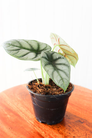 4" Alocasia Silver Dragon